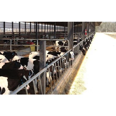 Kandang Sapi Rangka Logam